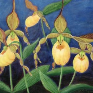 Yellow Slipper Orchid Art Print – Maine Slipper Orchid Art – Native Orchid Print – Yellow Lady Slipper Art – Yellow Floral Art Print
