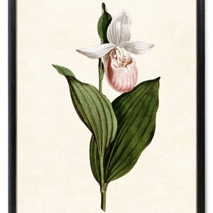 Pink Lady’s Slipper Orchid Printable, Vintage Illustration, Botanical Wall Art INSTANT DOWNLOAD