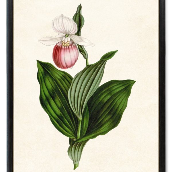 Print Up To 24×30 Inches Pink and White Lady’s Slipper Orchid Printable, Vintage Illustration, Wall Art Print Instant Digital Download