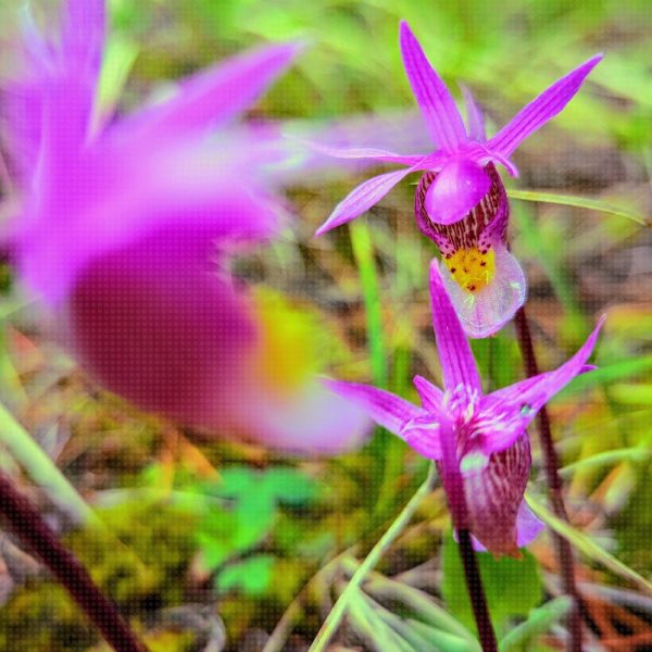 Fairy Slippers (Calypso bulbosa) Orchid – Digital Download