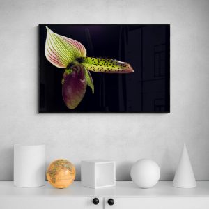 Paphiopedilum Callosum, Digital File for Floral Wall Decor